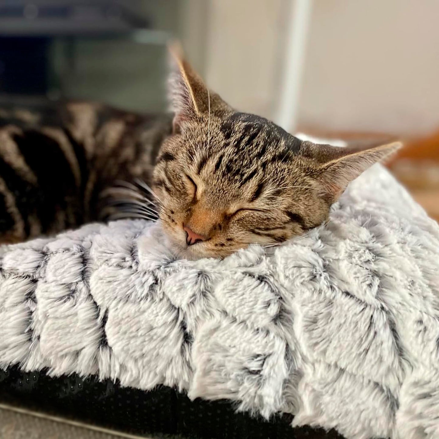 Gadvera Self-Heating Pet Pad - Electric-Free, Warm Cat & Dog Mat